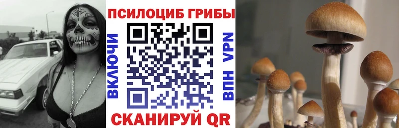 Псилоцибиновые грибы прущие грибы  blacksprut ССЫЛКА  Боготол 